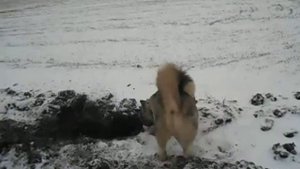 Хаски