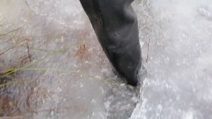 Walk in waders. Part-3(08/03/20)