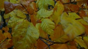 Баланнардай ачы язмышлар...Дания Шарифуллина