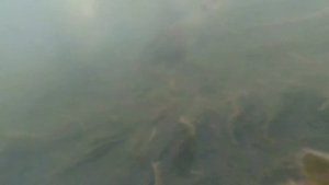 **МОРЕ КАРАСЯ ПОД ВОДОЙ**ПРУД**КАРАСЬ**ПОДВОДНАЯ СЪЁМКА**#рыбалкавдекабре#живец#зимняярыбалка#