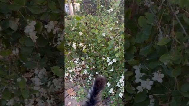 снежноягодник
