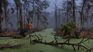 Stalker Online  На юге болота... ).