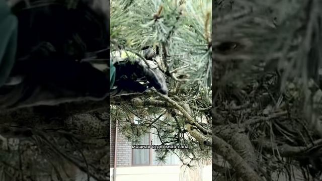 Формирование горной сосны. Часть 2
