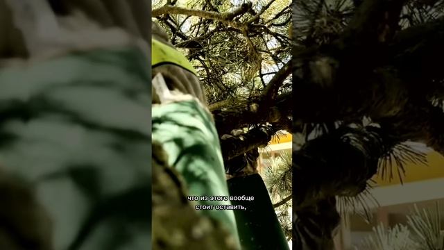 Формирование горной сосны. Часть 4