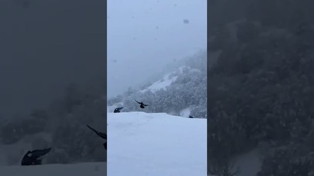 Снег в Цумадинском районе, голуби) ТУТ ДАГЕСТАН смотреть онлайн
