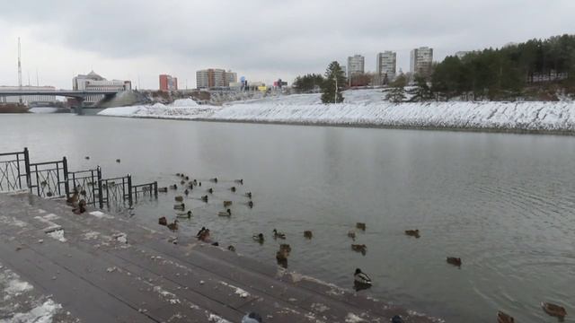 Гуси, уточки  на Искитимке