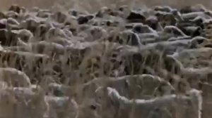 В самом центре Азии. Фильм о Тувинской АССР (1976)