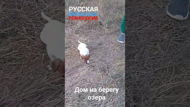 #строительствовкрыму #купитьдомвкрыму #строительстводомов #домуморя #РусскаяКаркаснаяТехнология смотреть онлайн