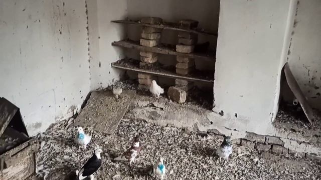 Шахрихон учма Кабутарлари сотилади 📞997272086 UCHMA KABUTARLAR Fly Pigeons Летает Голубей