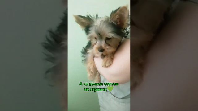 А на ручках совсем не страшно💚