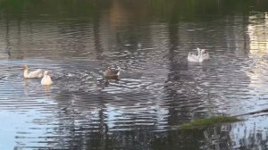 Гуси - гуси!