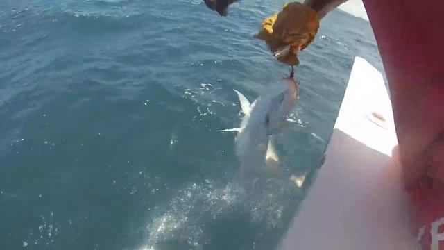 tropical fishing mitsio mars 2014 un triplet de poisson a bord du bateau смотреть онлайн