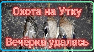 203-Охота на утку. Вечёрка Удалась.(21.09.2024.)