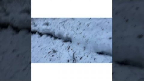 Снорк существует ????