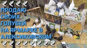 Продаю своих голубей на ярмарке в Алексиковском. Николаеские голуби из Каменоломни.