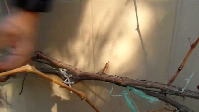 Як я обрізаю на зиму виноград Надія Азос.