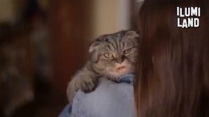 Я твой кот