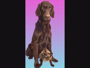 семейный груминг