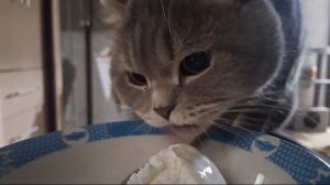 Кот захотел мороженку