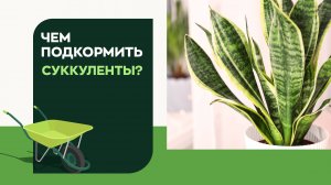 Подкормка для кактусов и суккулентов