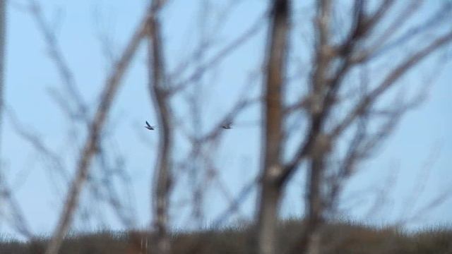 Начало ледохода на Сысоле 2019