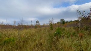 По дорогам в Окунево, видео зарисовка