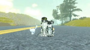 МЯУ МЯУ МЯУ😍