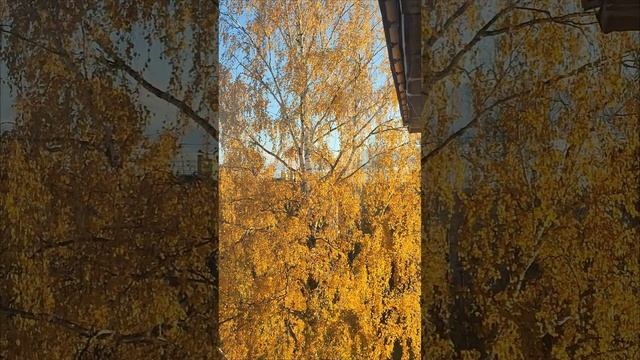 ЗОЛОТАЯ ОСЕНЬ🍂🍁🍂