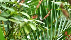 О ДОВЕРИИ К СЕБЕ И ПРЕДСТОЯЩЕМ ПОРТАЛЕ. 29.10.2024   ЕДИНЫЙ ОТЕЦ-МАТЬ