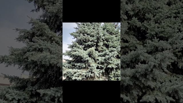 Читаю книгу , Тайша Абеляр "Магический переход". Аудио.