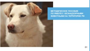 Пособие по работе с безнадзорными животными на территории РФ