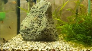 криветочник