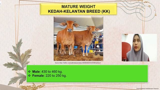 KEDAH-KELANTAN BREED (NIK NOR ZUBAIDAH BINTI GHAZALI F20A0488) смотреть онлайн