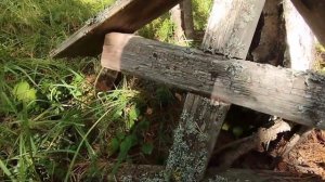 Неожиданная находка в тайге.