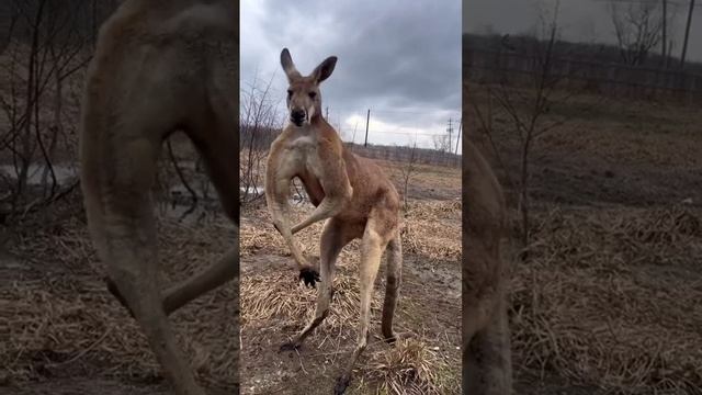 Кенгуру: Прыгучие чемпионы австралийской фауны 🦘