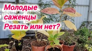 Молодые саженцы крупнолистных гортензий. Резать или нет?