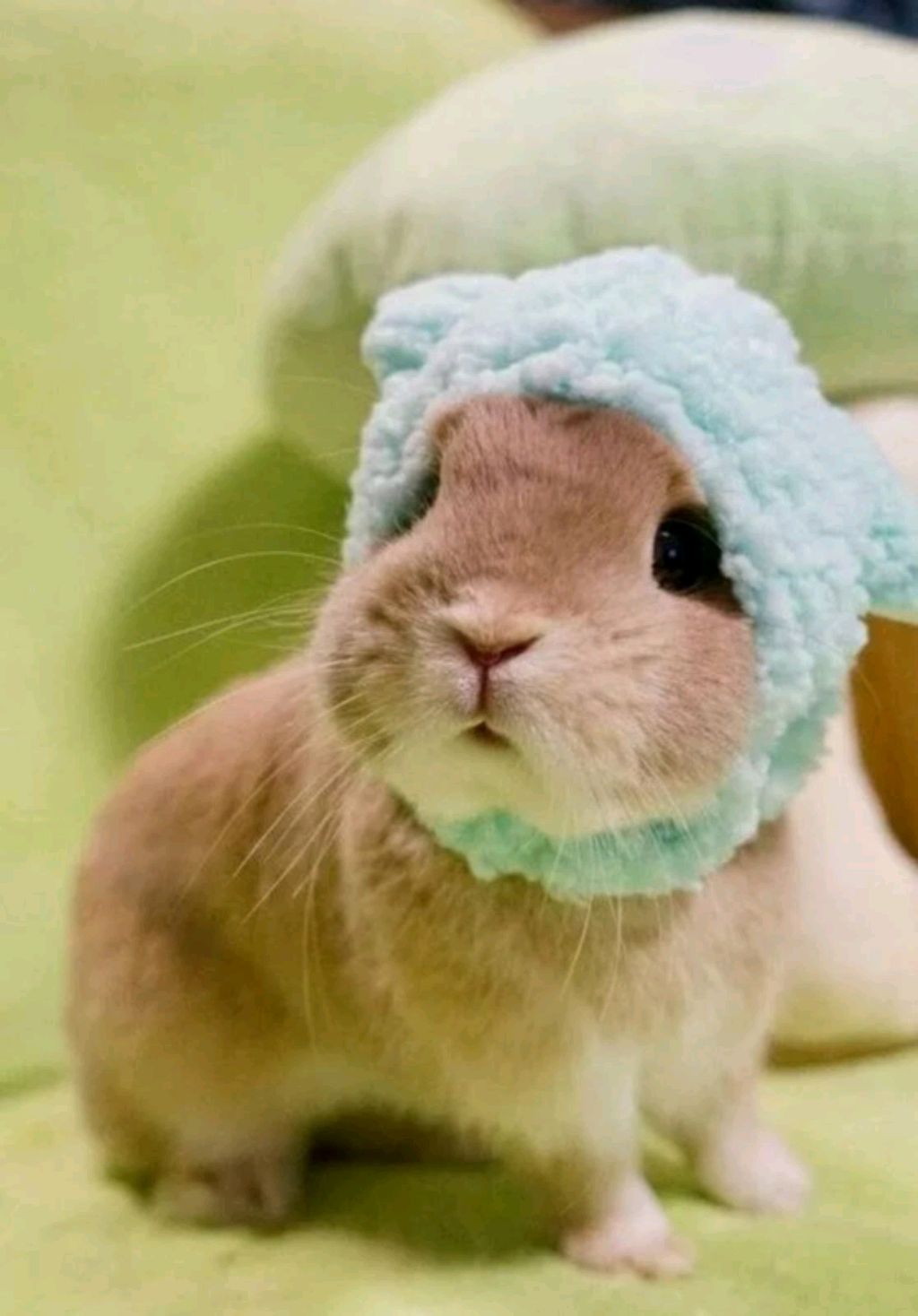 wife is a lovely смотреть онлайн