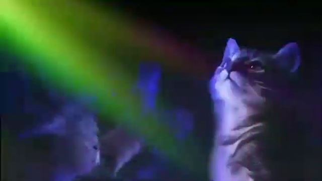 Вечеринка котов) смотреть онлайн