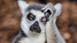 Афинский Зоопарк