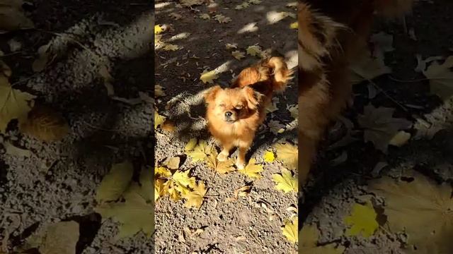 Чуда не произошло 😞

Бабули-хозяйки не стало, а любящие наследники вышвырнули собаньку на улицу