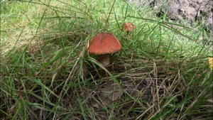 Лес. Мох. Грибы. Прогулка по местам, где растут красные подосиновики