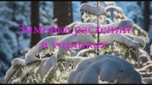 Зимовка растений в горшках. Способы хранения растений зимой.