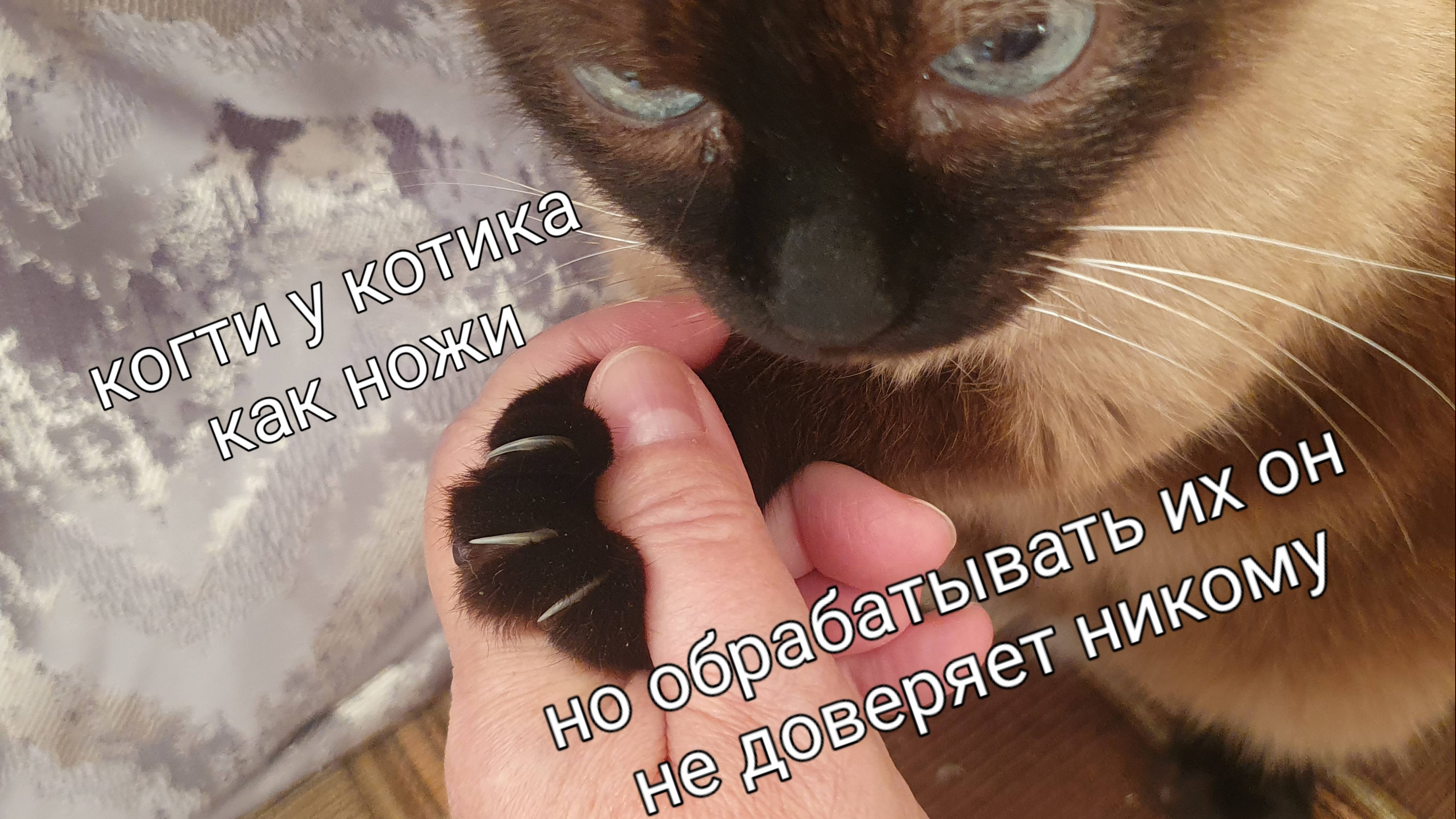 Кошачий педикюр