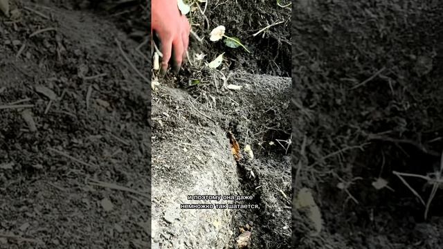 Формирование горной сосны. Часть 5