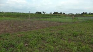 Transforming Agriculture in Nigeria (Eps 1)