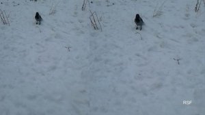 Ева и Ворона