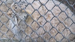 Манулы Зеленогорск и котёнок Мии наблюдают за белкой, а Ласточка решила поохотиться