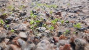 Бактериальный налет паутина в аквариуме