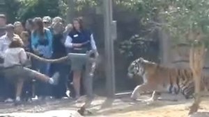 Перетягивание каната с тигром