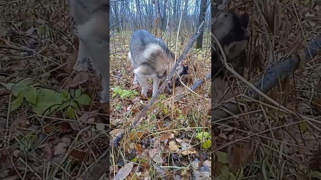 Сибирская хаски Умка